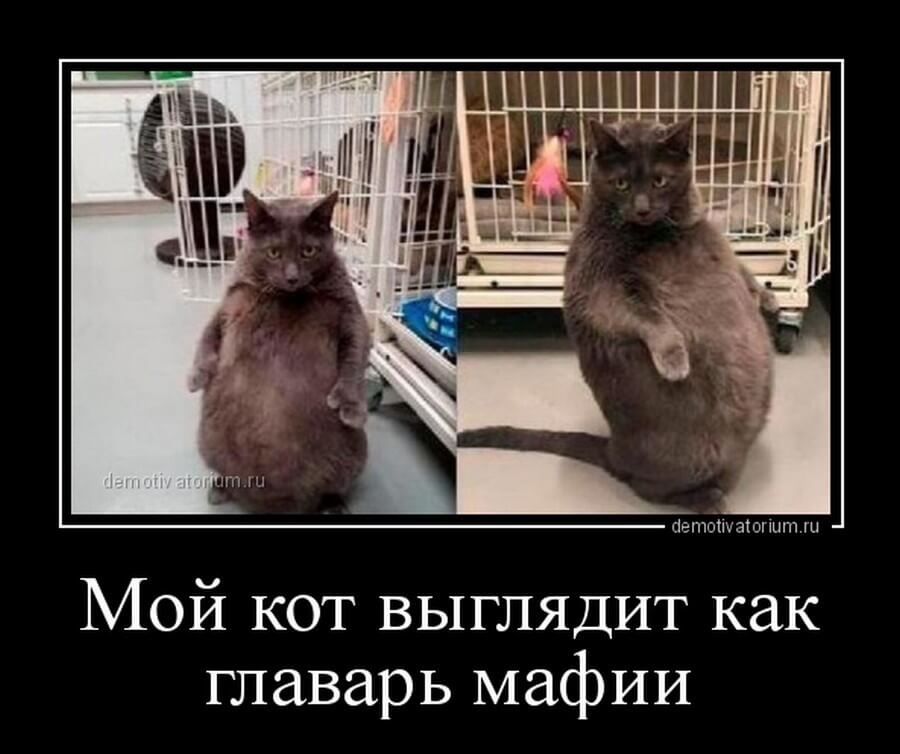 Тем временем мои коты. Кот главарь. Демотиваторы Наташа и коты. Мемы с котами и Наташей.